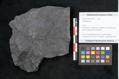 Foto (Objekt + Etikett) von Callipteris sp.  (NHMW-GEO-2024-0188-10923)